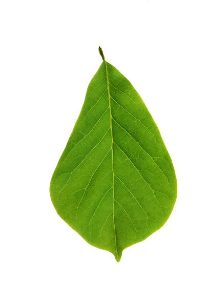 Folha de árvore — Fotografia de Stock