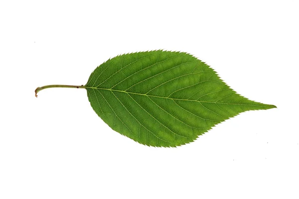 Stromové listí — Stock fotografie