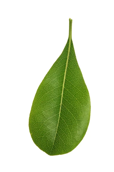 Лист дерева — стоковое фото