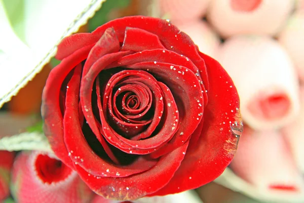 Close-up van rode rozen — Stockfoto