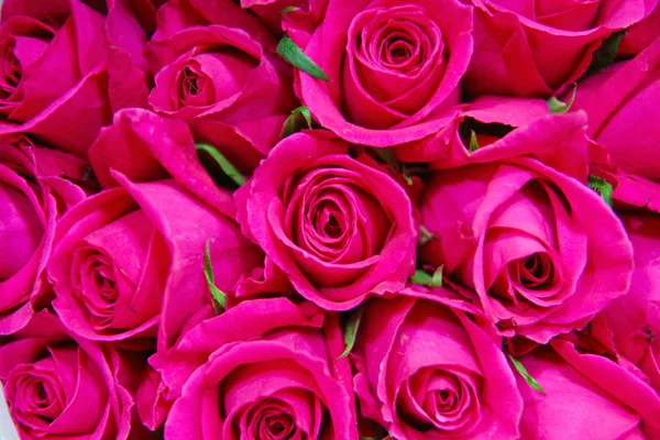 Большая куча красных роз — стоковое фото
