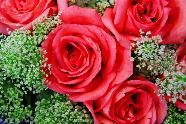 En haug røde roser. – stockfoto