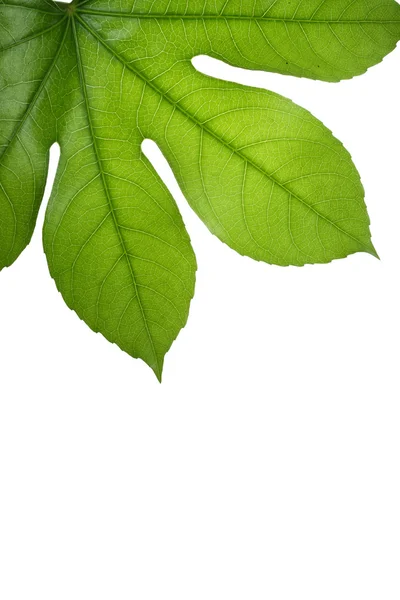 ツリーの葉 — ストック写真