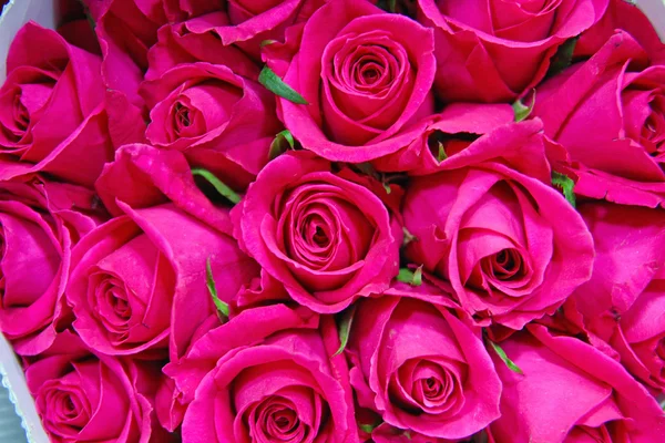 Большая куча красных роз — стоковое фото