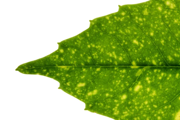 Fresh tree leaf texture — Stock Photo, Image