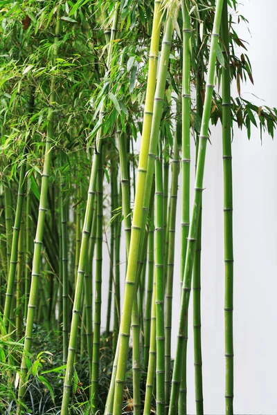 Grøn bambusskov - Stock-foto