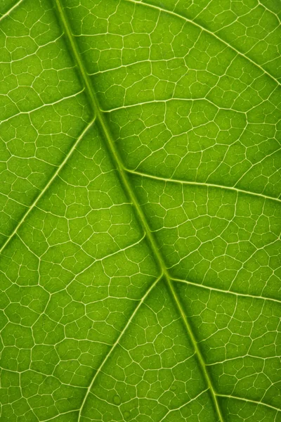 Textury listů čerstvé strom — Stock fotografie