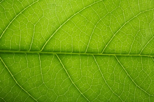 Texture fraîche des feuilles — Photo