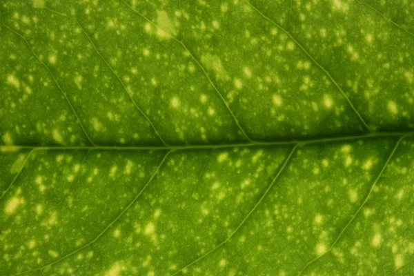 Textura de hoja de árbol fresca —  Fotos de Stock