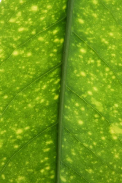 新鮮なツリーの葉のテクスチャー — ストック写真