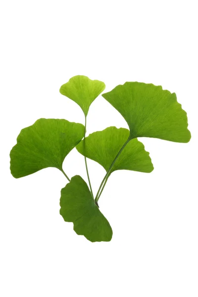 stock image Tree leaf Ash tree leaf isolated on the white background