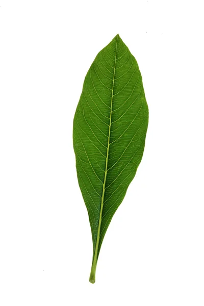 Träd blad — Stockfoto