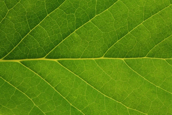 Textura fresca da folha da árvore — Fotografia de Stock