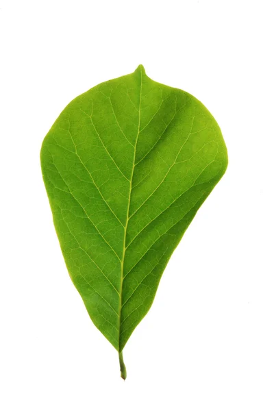 Лист дерева — стоковое фото