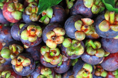 Olgun mangosteens