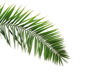 Leaves of palm tree clipart