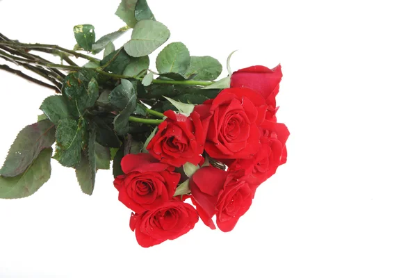Bouquet av røde roser – stockfoto