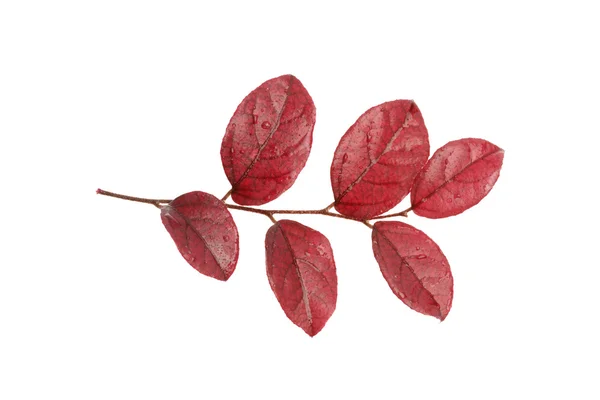 stock image Tree leaf