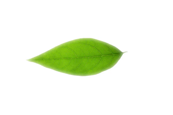 Drzewo liść — Zdjęcie stockowe