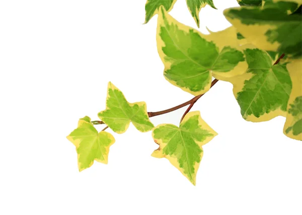 ツリーの葉 — ストック写真