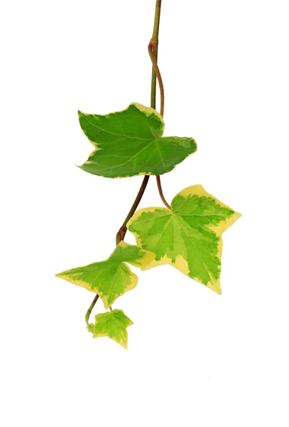 Tree leaf — Stock Photo, Image