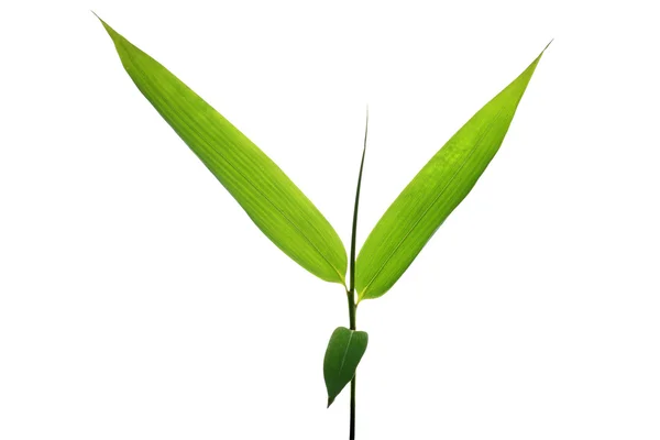 Φύλλα μπαμπού — Φωτογραφία Αρχείου