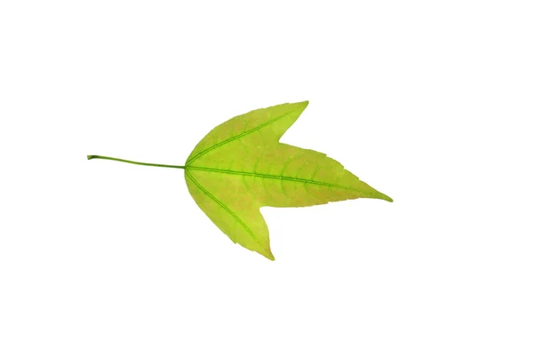 나무 잎 — 스톡 사진