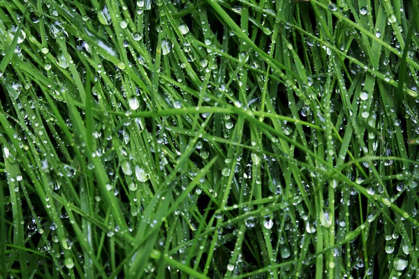 Zielona trawa pokryta rosą — Zdjęcie stockowe