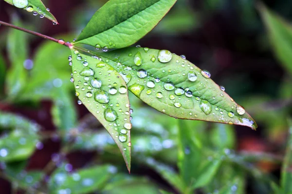 Foglie con gocce di rugiada — Foto Stock