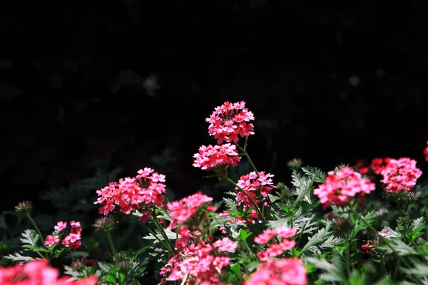 Όμορφα ροζ λουλούδια — Φωτογραφία Αρχείου