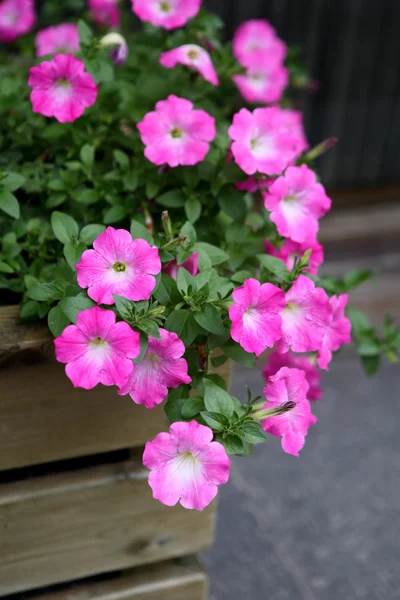 Vackra rosa blommor — Stockfoto