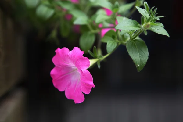 Schöne rosa Blüten — Stockfoto