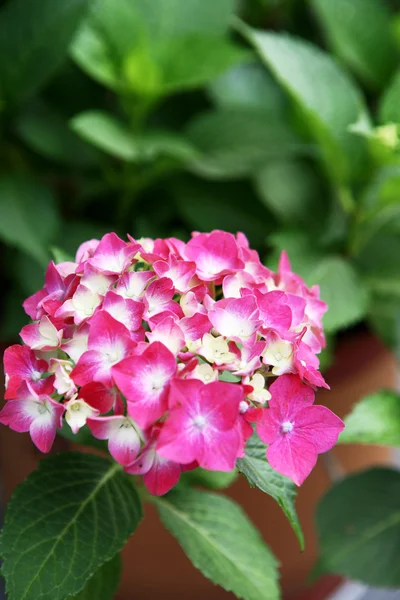 Hermosas flores rosadas — Foto de Stock