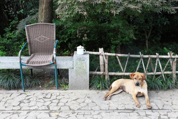 stock image Dog in front of wooden fence