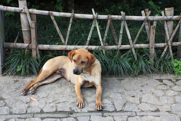 Собака перед деревянным забором — стоковое фото