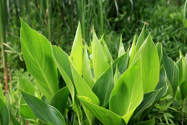 Świeża trawa zielona gruba — Zdjęcie stockowe
