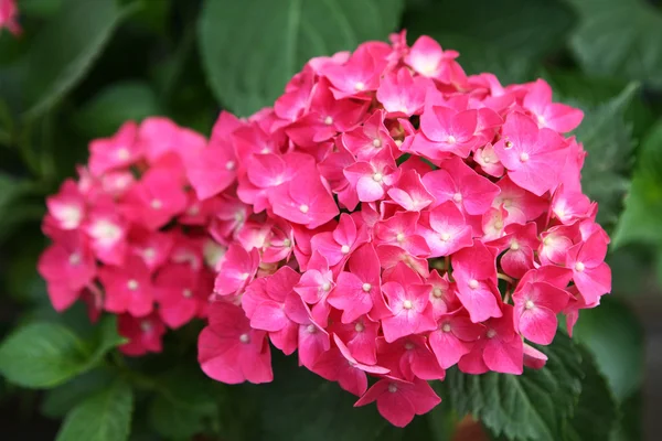아름다운 분홍색 꽃들 — 스톡 사진