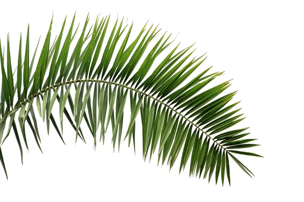 Liści palmy — Zdjęcie stockowe
