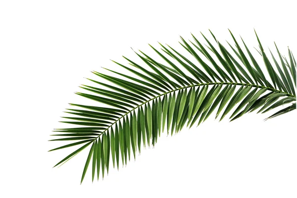 Folhas de palmeira — Fotografia de Stock
