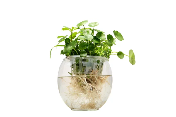 Green plant in a glass pot — Stock Photo, Image