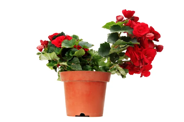 Red flowers in the flowerpot — Stock Photo, Image