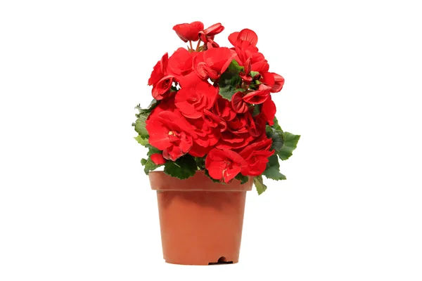 Red flowers in the flowerpot — Stock Photo, Image