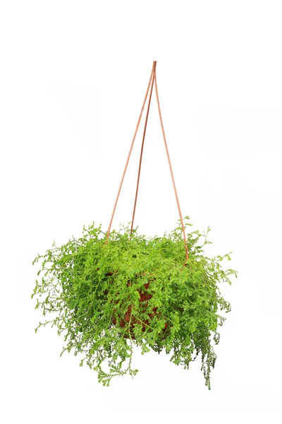 Flower hanging basket — Stock Photo, Image