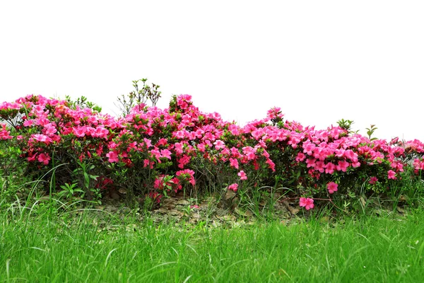 Rosa Blumen und Gras — Stockfoto
