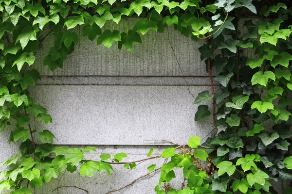 Ivy croissant sur le mur — Photo