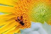 Biene im Sonnenblumennektar gesammelt