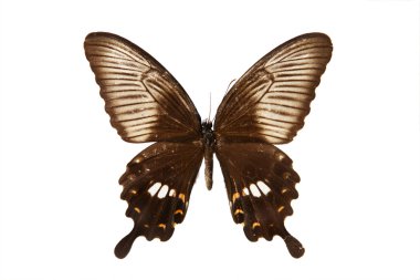 Butterfly clipart