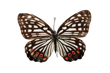 Kelebek