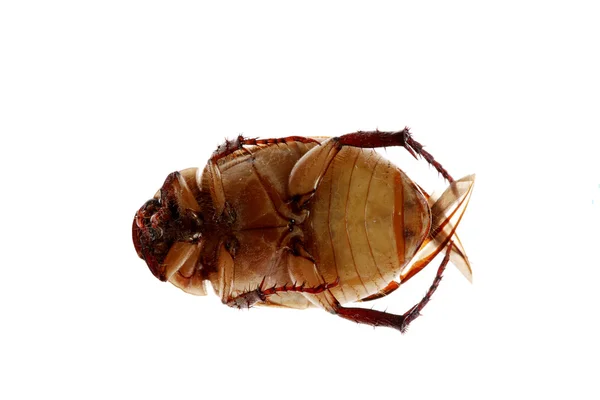 Escarabajo —  Fotos de Stock