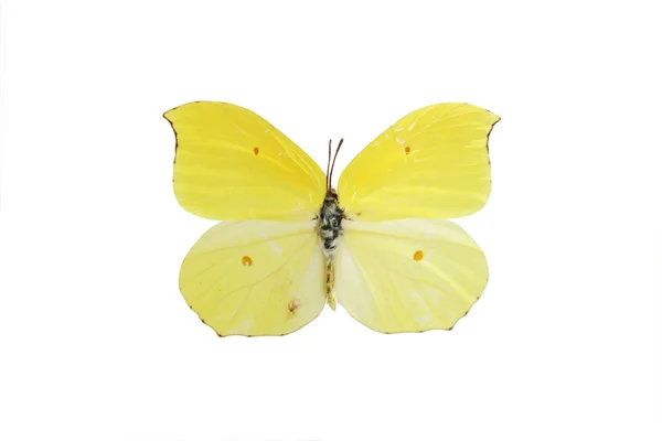 stock image Butterfly